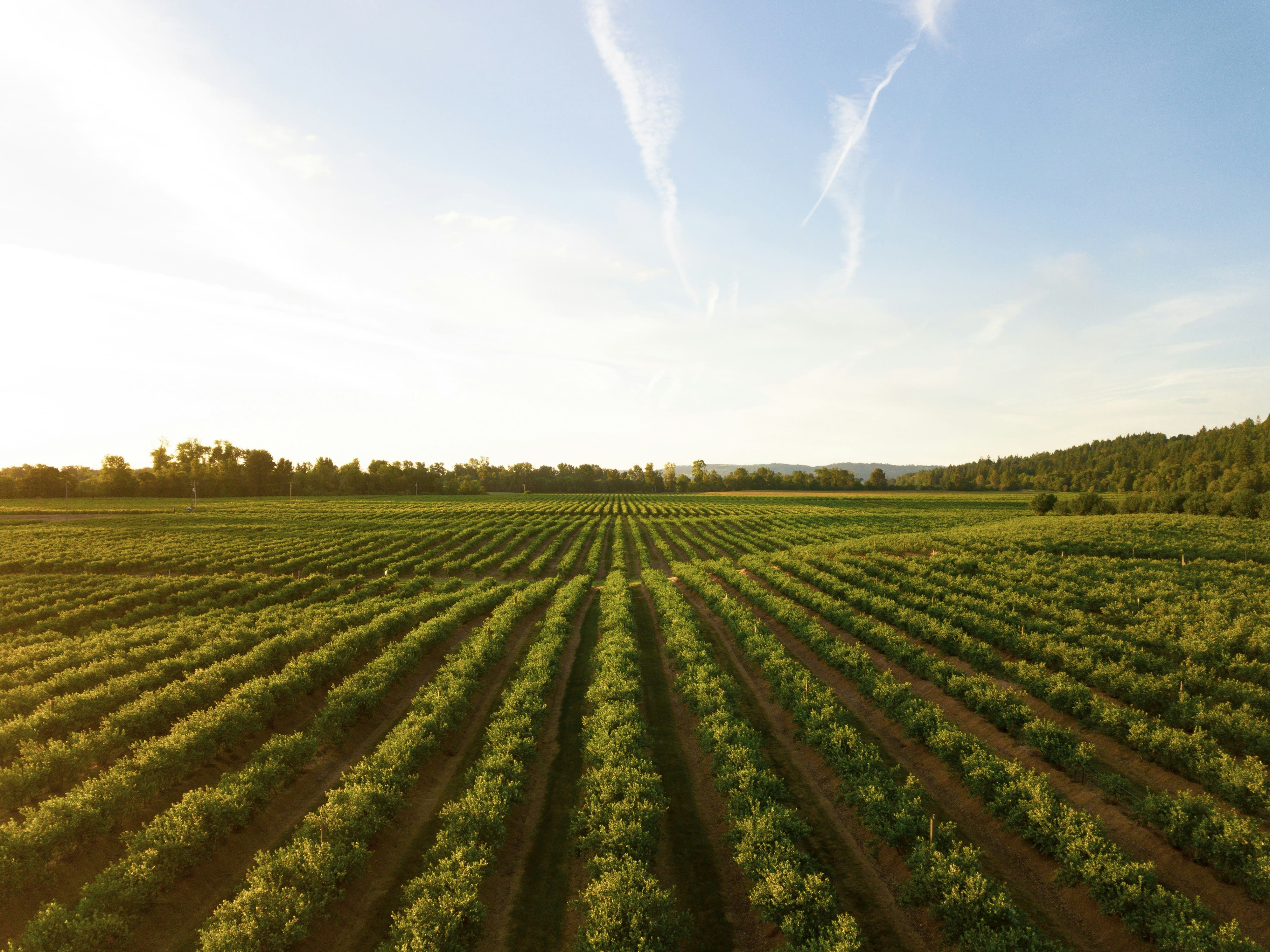 Agriculture Investment Fund